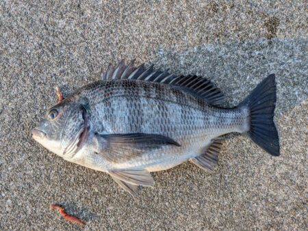 カレイ狙いでチヌ